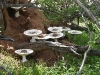 o_Termitomyces_reticulatus Wiki